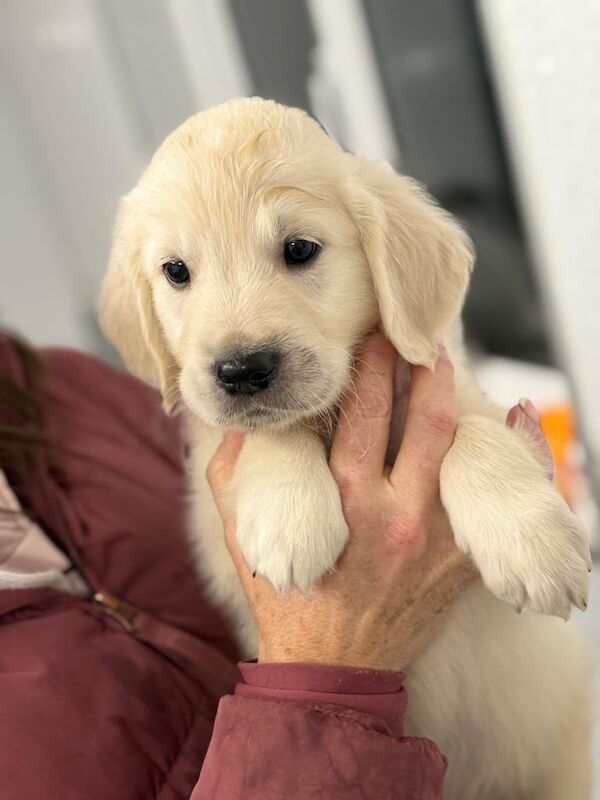 Golden Retriever puppies for sale in Carnoustie, Angus – KC registered, 11 months old - Image 2 of 3