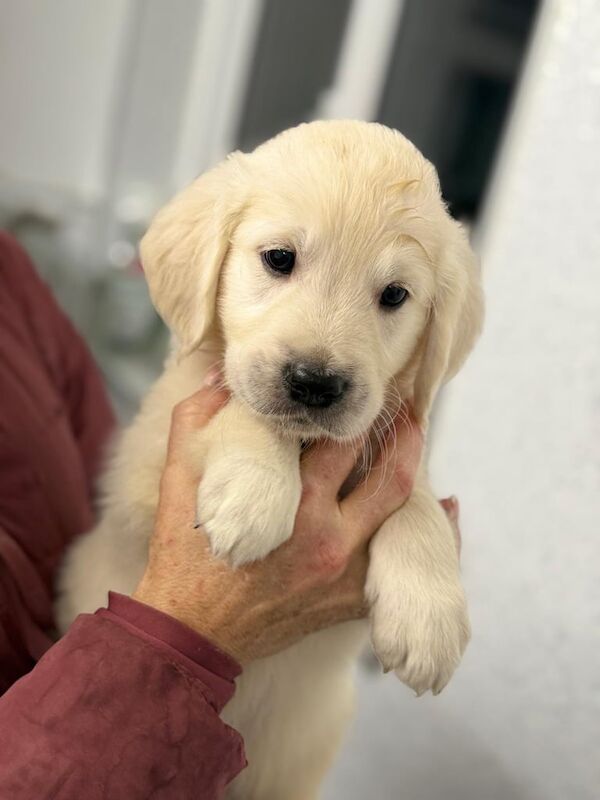 Kc reg golden retriever for sale in Carnoustie, Angus - Image 3