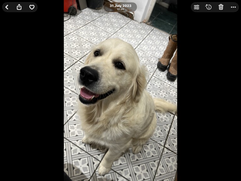 Health Tested Golden Retriever Puppies For Sale