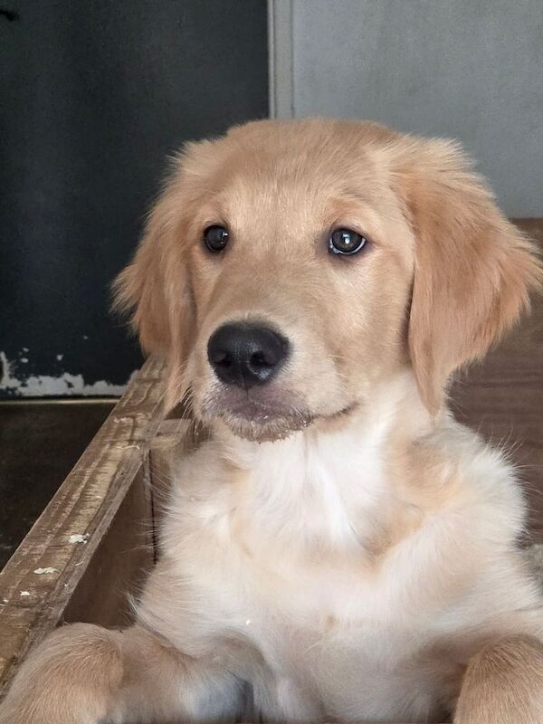Golden Retriever puppies for sale in Newnham, Gloucestershire – 3 months old