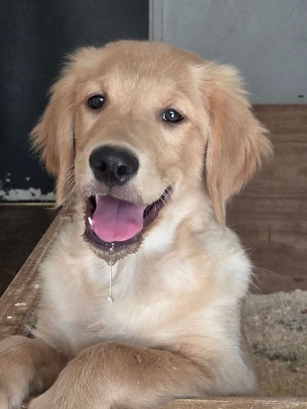 Golden Retriever puppies for sale in Newnham, Gloucestershire – 3 months old - Image 2 of 3