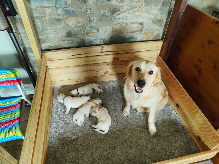 Golden Retriever puppies for sale in Carmarthen / Caerfyrddin, Dyfed – KC registered, 3 weeks old