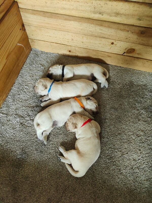 Golden Retriever puppies for sale in Carmarthen / Caerfyrddin, Dyfed – KC registered, 5 weeks old - Image 2 of 3