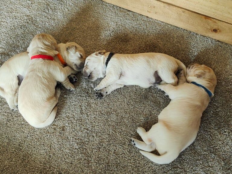 Golden Retriever puppies for sale in Carmarthen / Caerfyrddin, Dyfed – KC registered, 5 weeks old - Image 3 of 3
