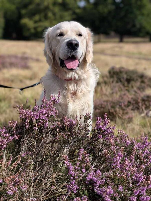 Golden Retriever Puppies For Sale