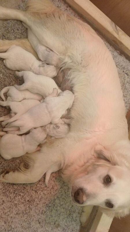 Kc reg golden retriever pupies - Image 2 of 2
