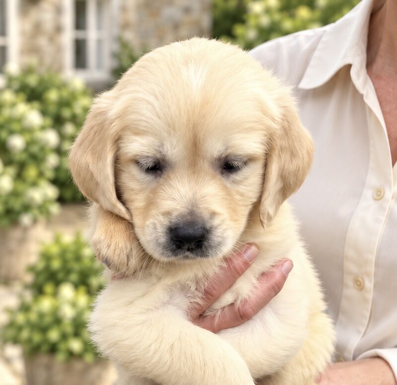 KC reg golden retriever puppies