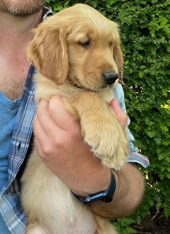 KC Reg Golden Retriever Puppies Health Tested for sale in Melton Mowbray, Leicestershire