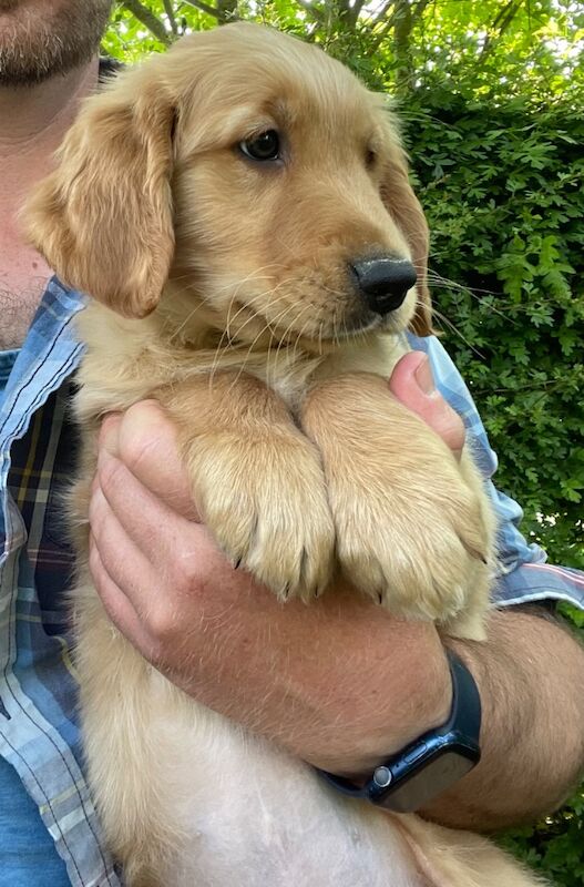 KC Reg Golden Retriever Puppies Health Tested for sale in Melton Mowbray, Leicestershire | Image 2