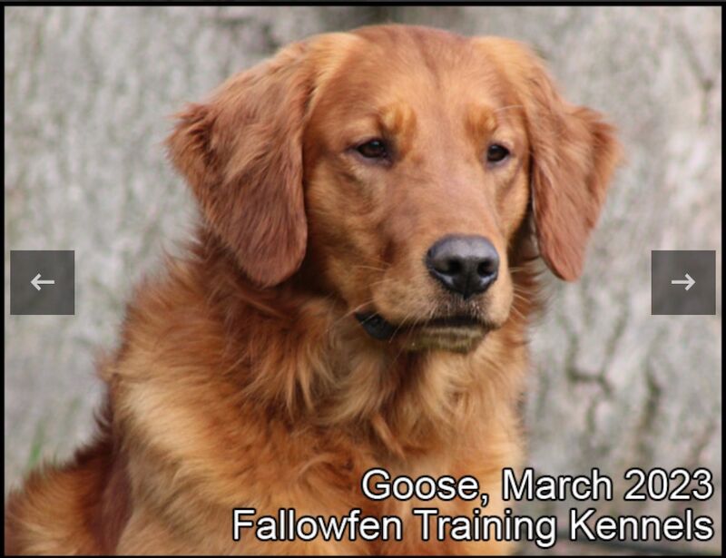 KC Reg Golden Retriever Puppies Health Tested for sale in Melton Mowbray, Leicestershire - Image 3