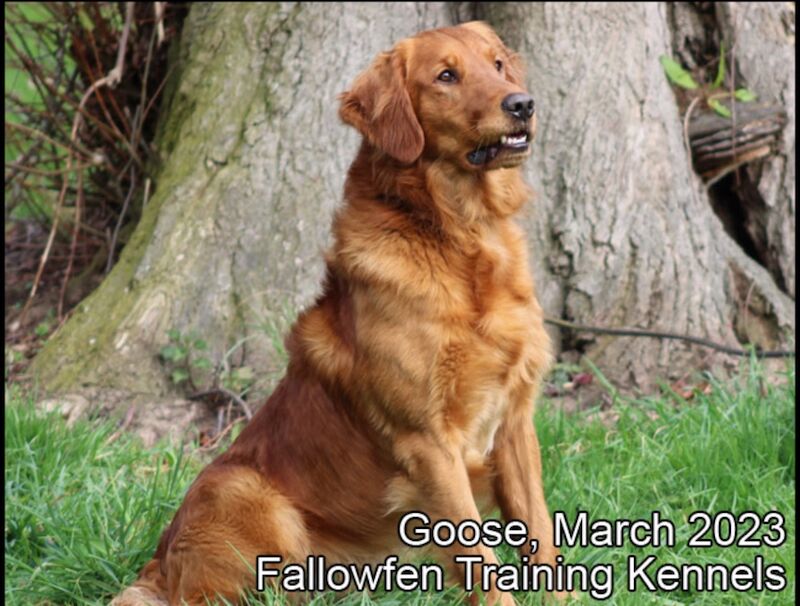 KC Reg Golden Retriever Puppies Health Tested for sale in Melton Mowbray, Leicestershire | Image 4