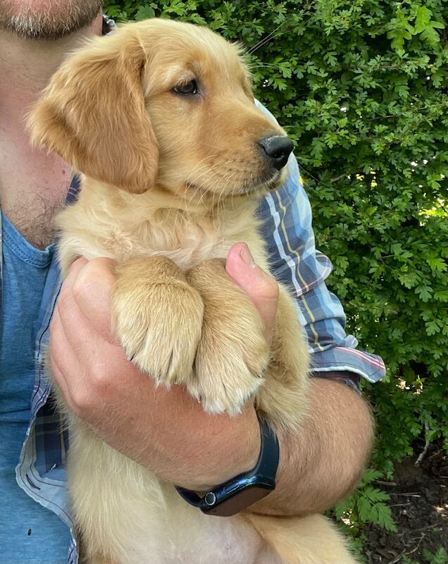 Golden Retriever puppies for sale in Melton Mowbray, Leicestershire – KC registered, 4 months old - Image 5 of 15