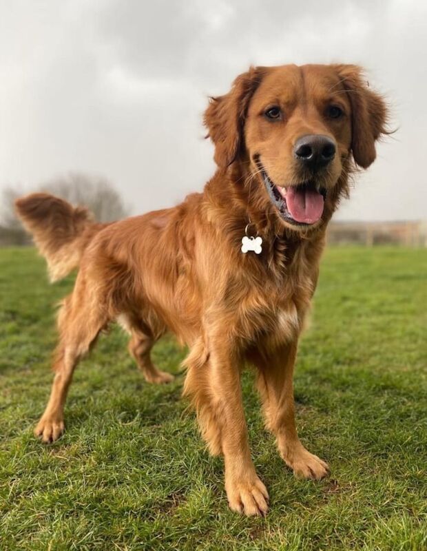KC Reg Golden Retriever Puppies Health Tested for sale in Melton Mowbray, Leicestershire - Image 6