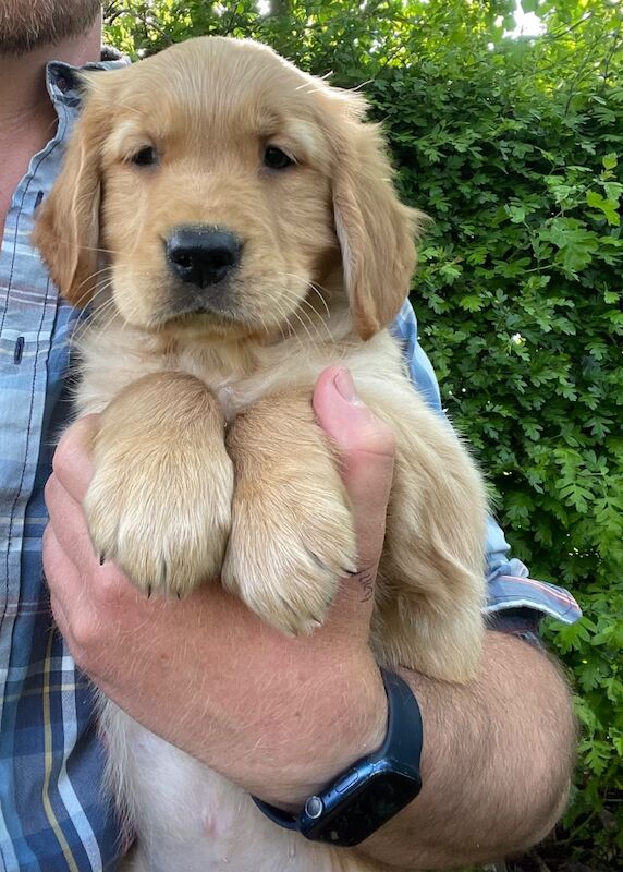 KC Reg Golden Retriever Puppies Health Tested for sale in Melton Mowbray, Leicestershire - Image 7
