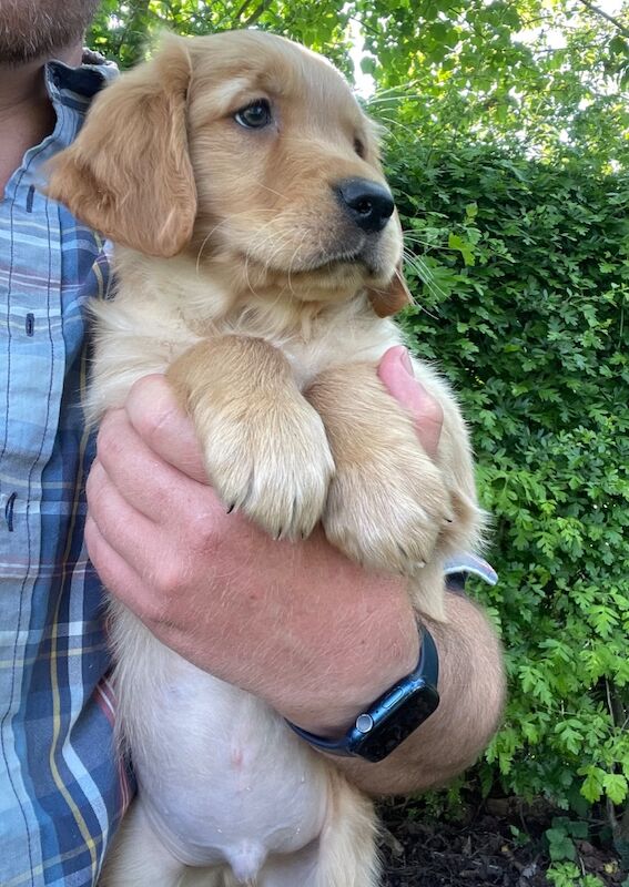 Golden Retriever puppies for sale in Melton Mowbray, Leicestershire – KC registered, 4 months old - Image 8 of 15