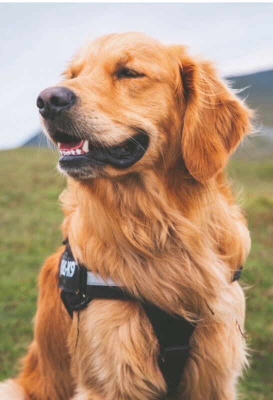Golden Retriever puppies for sale in Melton Mowbray, Leicestershire – KC registered, 4 months old - Image 9 of 15