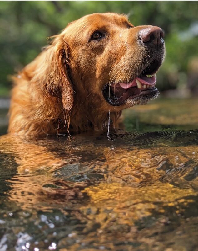 Golden Retriever puppies for sale in Melton Mowbray, Leicestershire – KC registered, 4 months old - Image 10 of 15