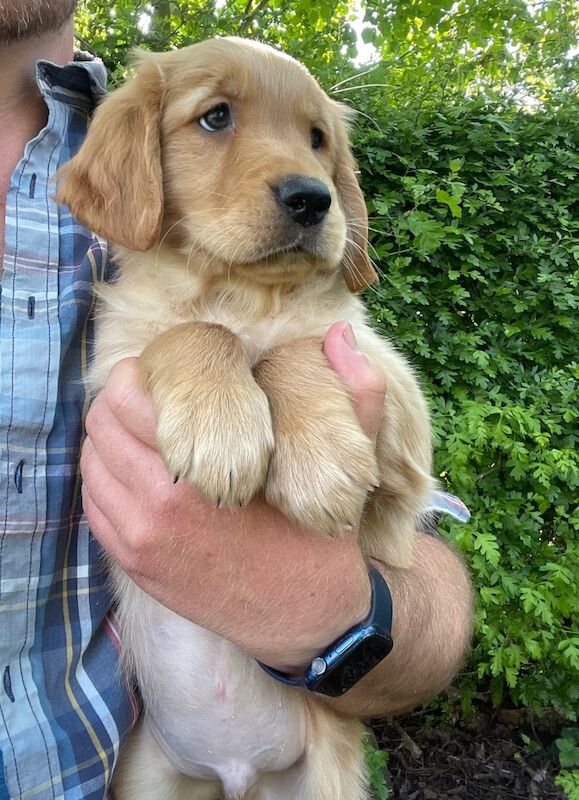 Golden Retriever puppies for sale in Melton Mowbray, Leicestershire – KC registered, 4 months old - Image 11 of 15
