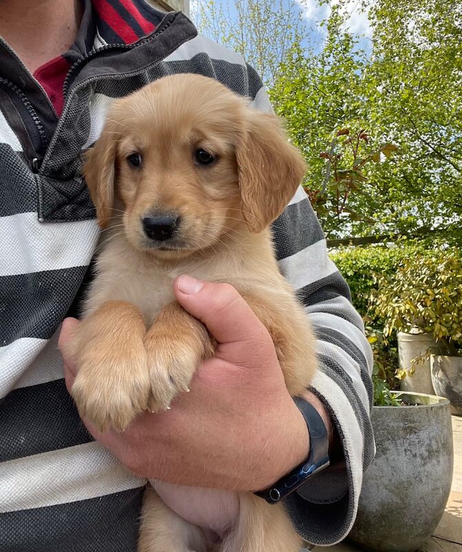 KC Reg Golden Retriever Puppies Health Tested for sale in Melton Mowbray, Leicestershire - Image 12