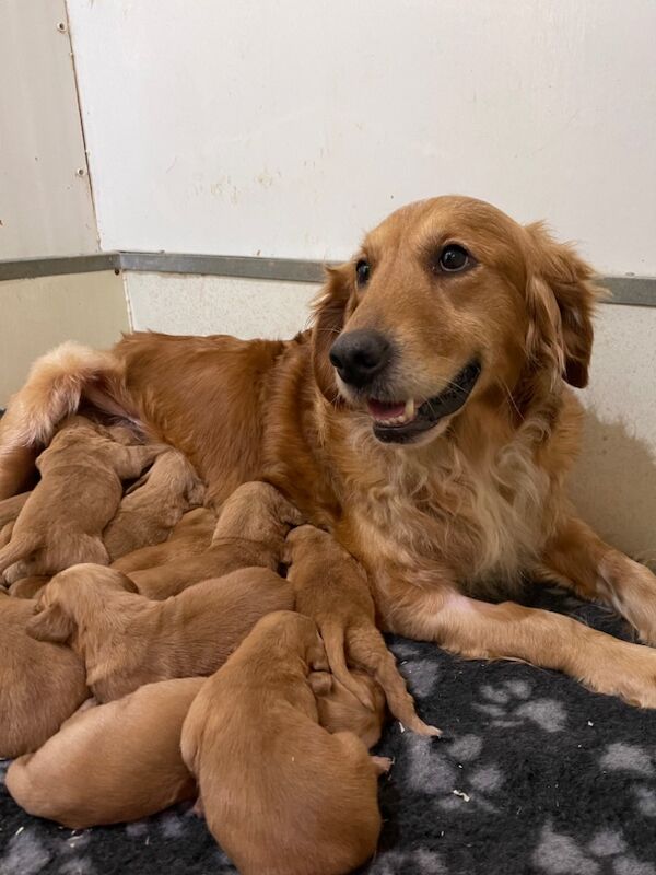 KC Reg Golden Retriever Puppies Health Tested for sale in Melton Mowbray, Leicestershire - Image 13