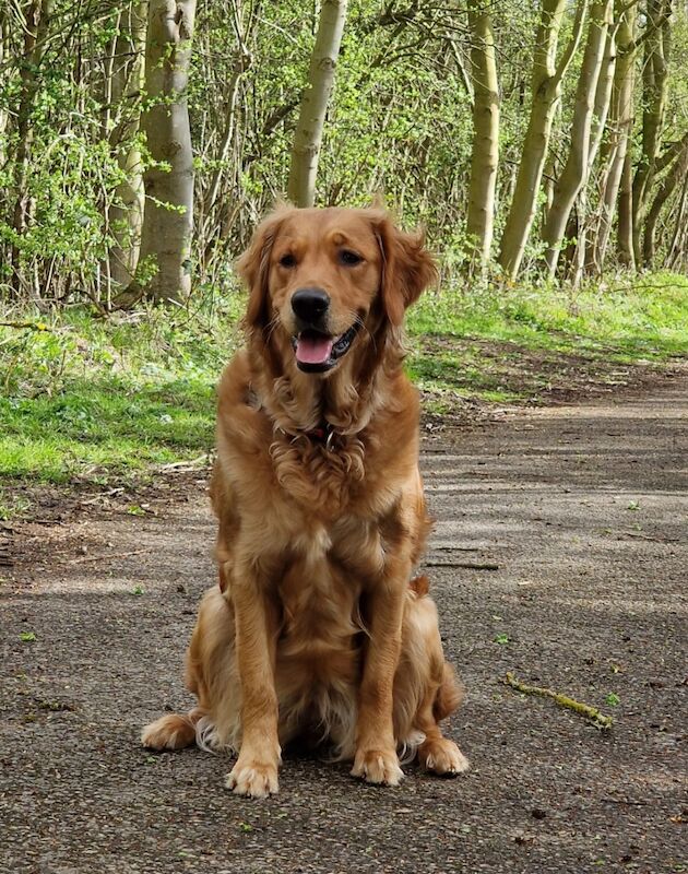 Golden Retriever puppies for sale in Melton Mowbray, Leicestershire – KC registered, 4 months old - Image 14 of 15