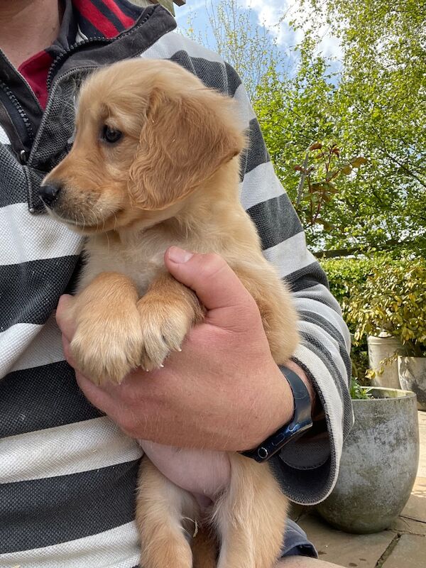 Golden Retriever puppies for sale in Melton Mowbray, Leicestershire – KC registered, 4 months old - Image 15 of 15