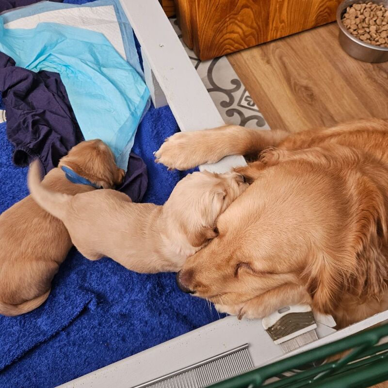 Golden Retriever puppies for sale in Chelmsford, Essex – KC registered, 3 weeks old