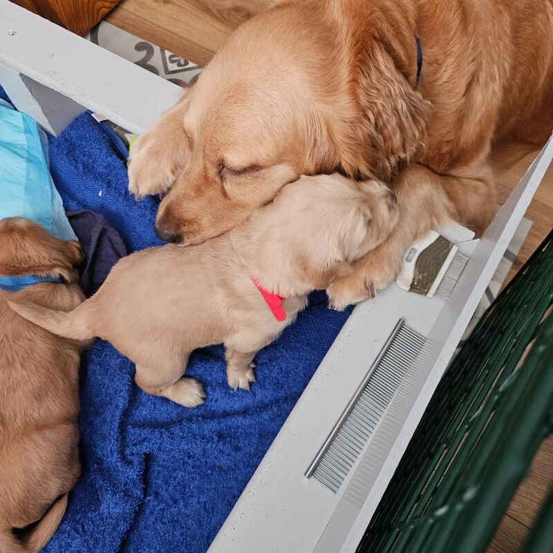 Golden Retriever puppies for sale in Chelmsford, Essex – KC registered, 3 weeks old - Image 2 of 3