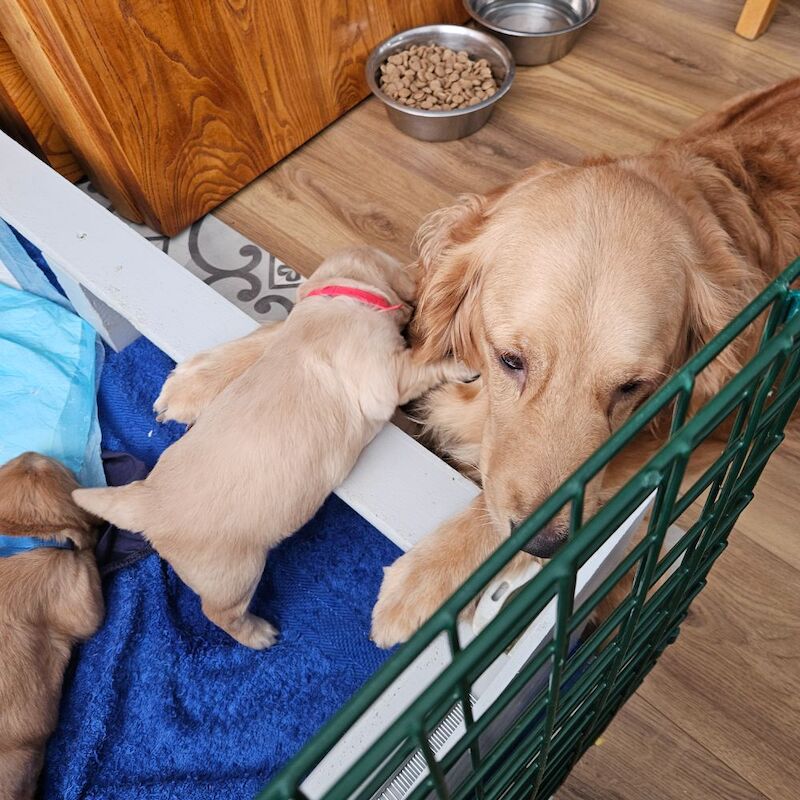 Golden Retriever puppies for sale in Chelmsford, Essex – KC registered, 3 weeks old - Image 3 of 3