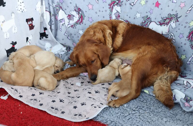 KC Reg Golden Retriever Pups Ready to go - Image 3 of 5