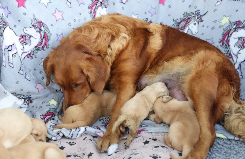 KC Reg Golden Retriever Pups Ready to go - Image 4 of 5