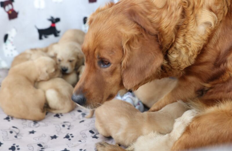 KC Reg Golden Retriever Pups Ready to go - Image 5 of 5