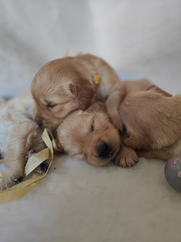 Why Are Dogs Kc Registered