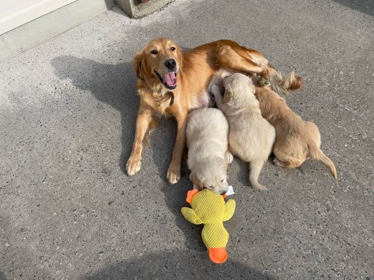 KC Registered Fox Red Golden Retriever Puppies