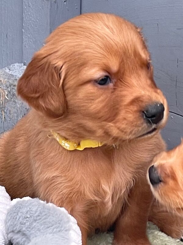 KC Registered Fully Health Tested Dark Reds for sale in Belper, Derbyshire - Image 1