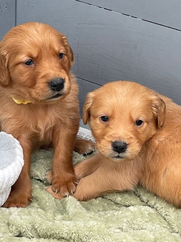 KC Registered Fully Health Tested Dark Reds for sale in Belper, Derbyshire - Image 2