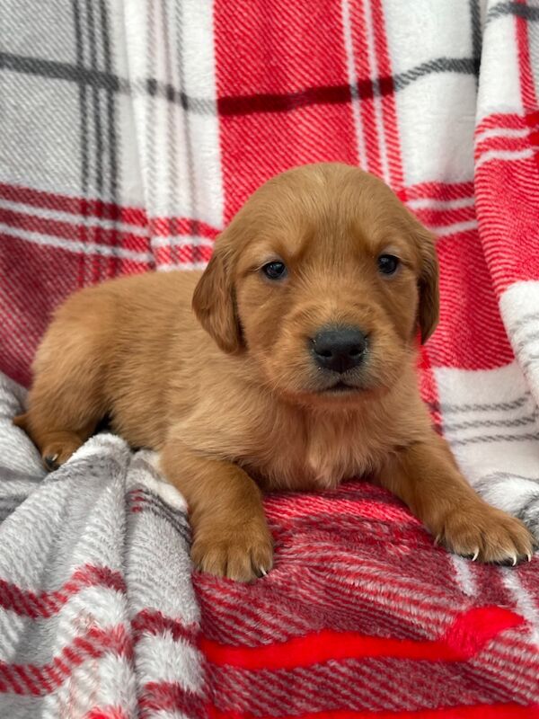 KC Registered Fully Health Tested Dark Reds for sale in Belper, Derbyshire - Image 3