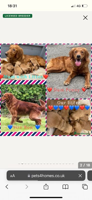 KC Registered Fully Health Tested Dark Reds for sale in Belper, Derbyshire - Image 9