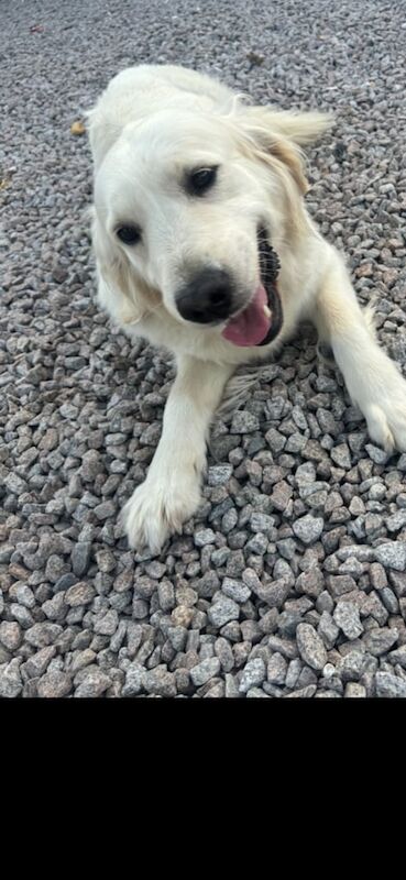 Golden Retriever puppies for sale in Kelty, Fife – 5 years old