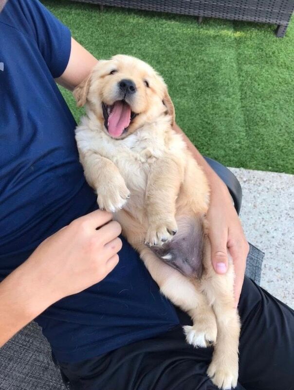 Kc registered golden retriever fur babies