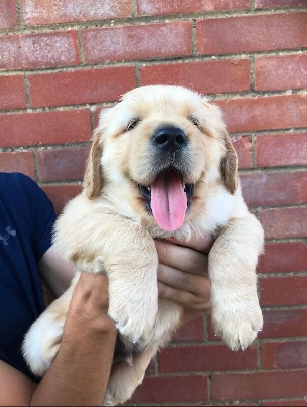 Kc registered golden retriever fur babies - Image 2 of 5