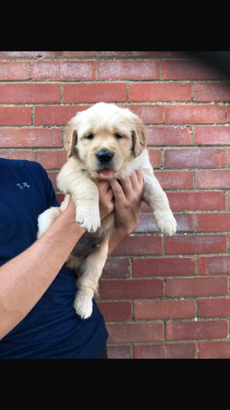 Kc registered golden retriever fur babies - Image 3 of 5