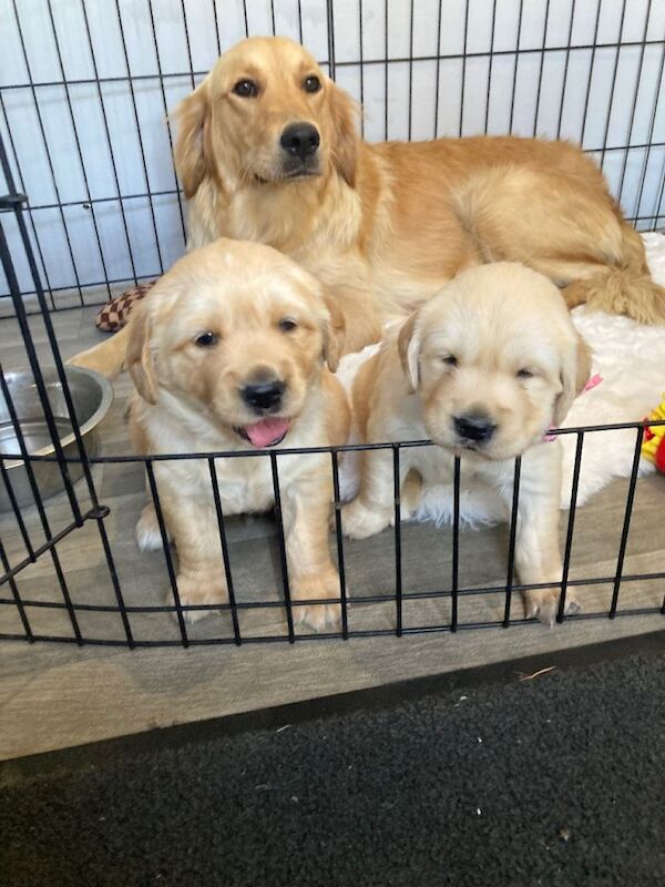 Kc registered golden retriever fur babies - Image 4 of 5