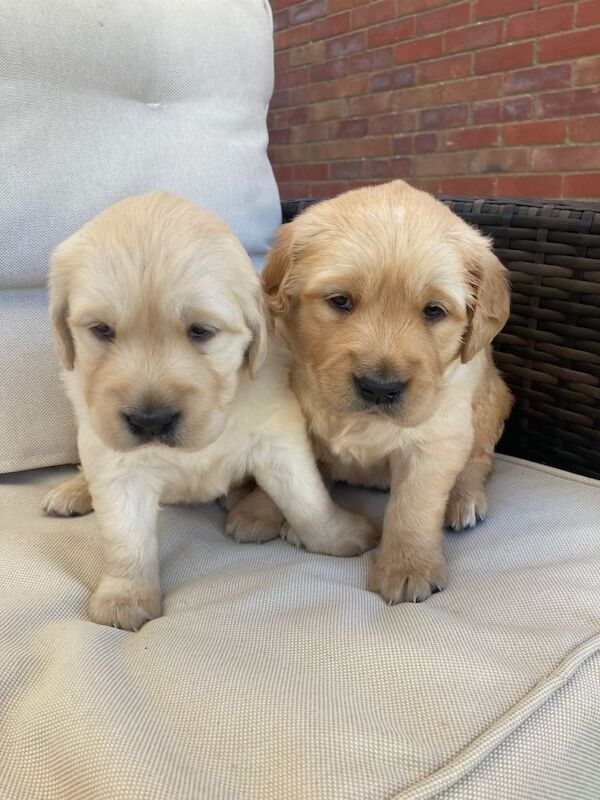 Kc registered golden retriever fur babies - Image 5 of 5