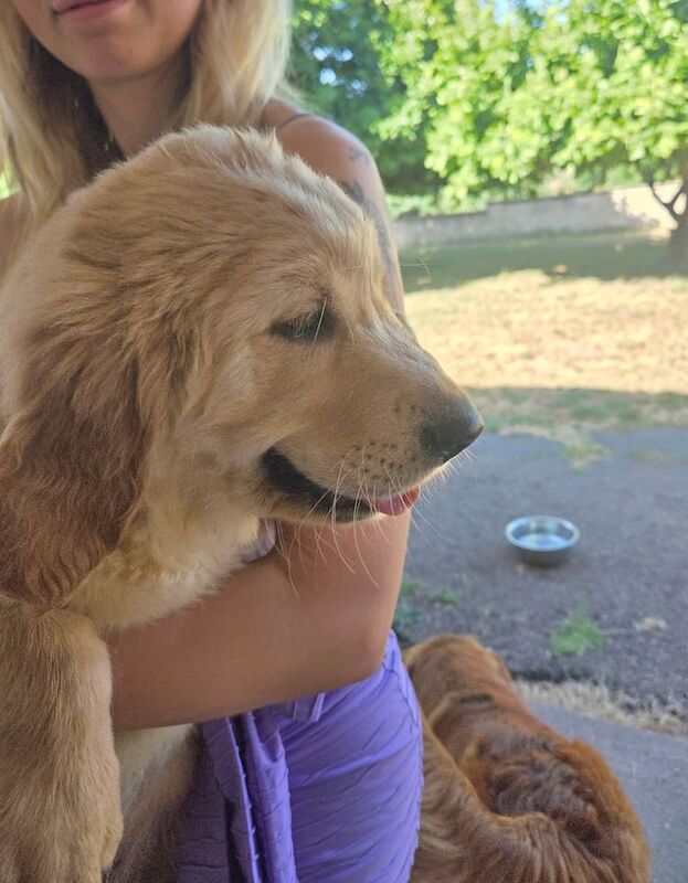 Golden Retriever puppies for sale in Newnham, Gloucestershire – KC registered, 11 weeks old