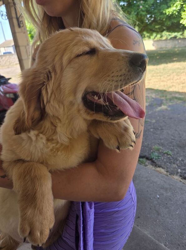 Golden Retriever puppies for sale in Newnham, Gloucestershire – KC registered, 3 months old - Image 2 of 3