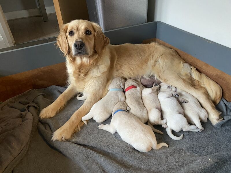 Why Do Dogs Have To Be Kc Registered