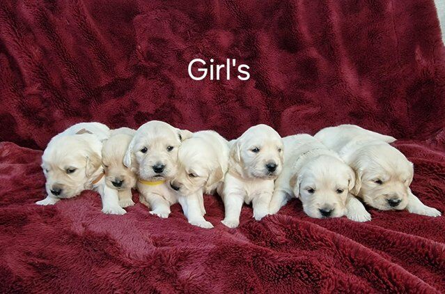 KC registered Golden Retriever puppies for sale in Newbridge/Trecelyn, Caerphilly