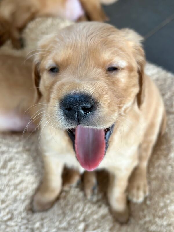Golden Retriever puppies for sale in Barrow upon Humber, Lincolnshire – KC registered, 10 months old - Image 3 of 3