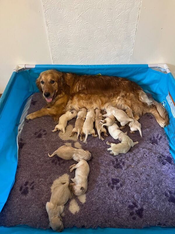 KC Registered Golden Retriever Puppies for sale in Eaglesham, Renfrewshire